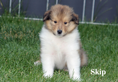 Skip - 5./6. Woche